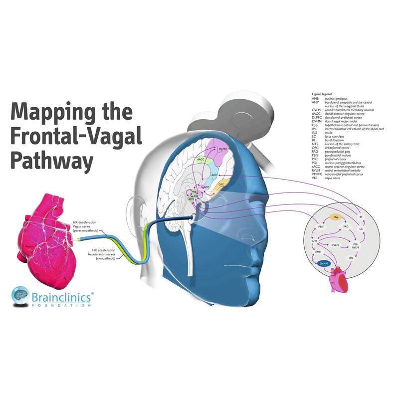 neuroCare_mapping_frontal-vagal_pathway.jpg